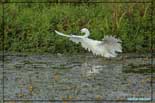 Aigrette garzette